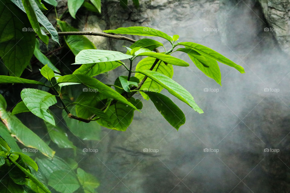 Leaves with mist