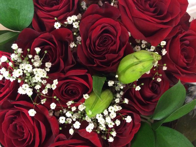 Red roses 