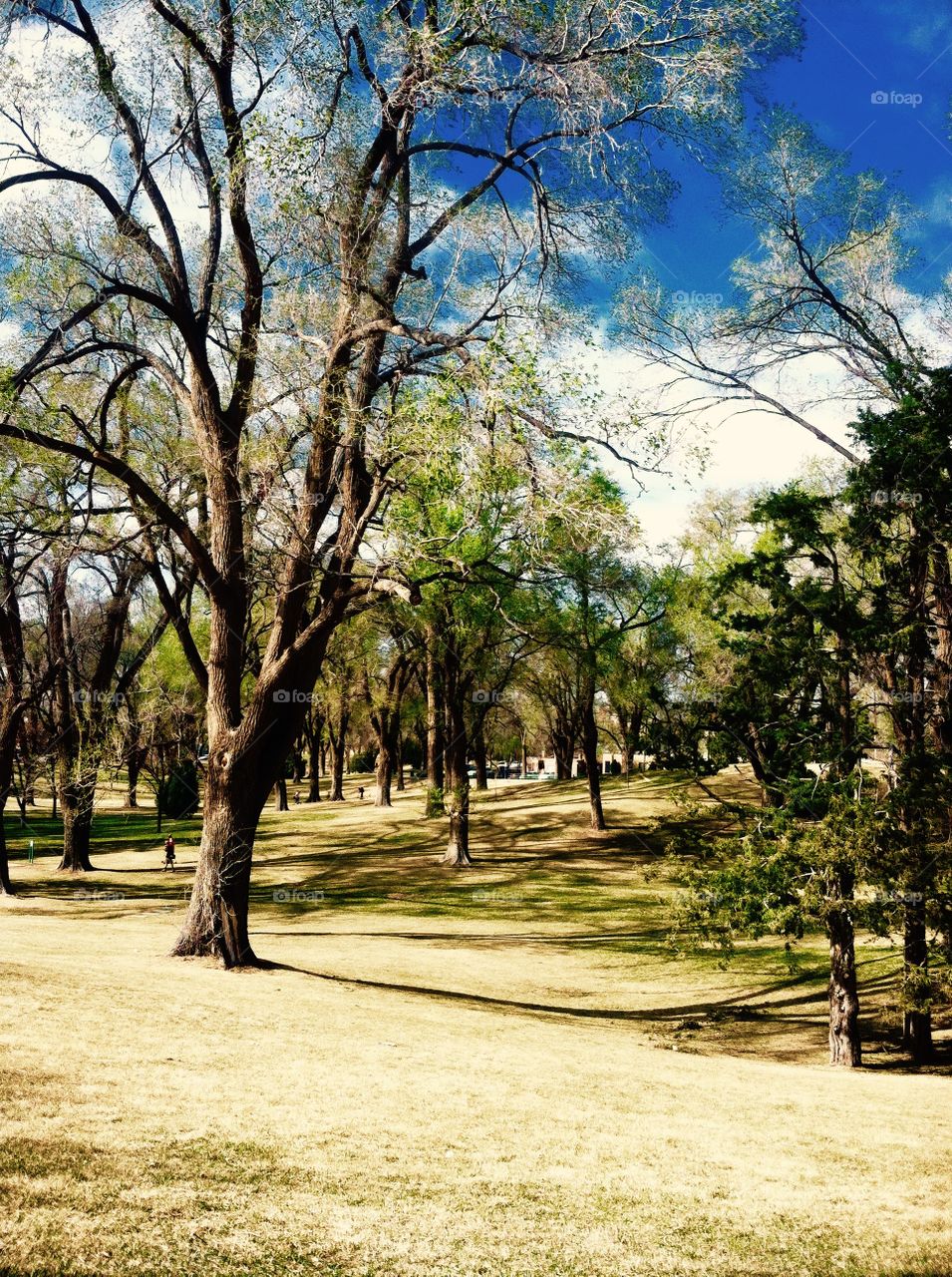 Beautiful trees in New Mexico park