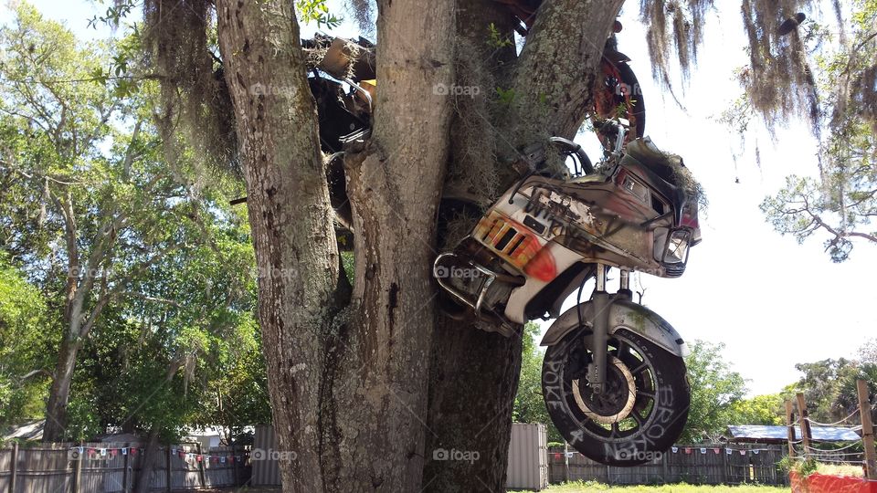 Riding Through the Trees