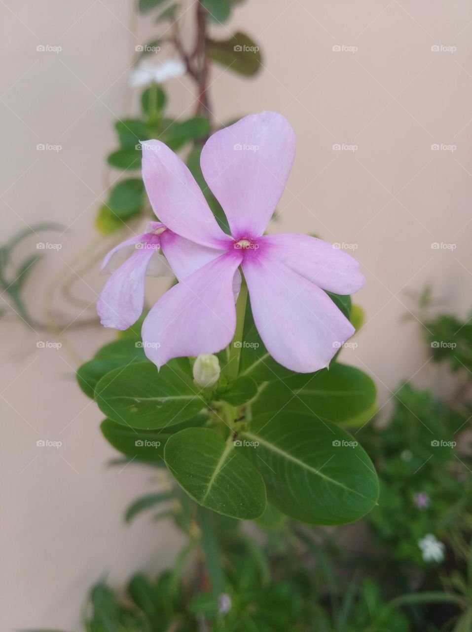 periwinkle pink flower seasonal fresh looks very beautiful generally found everywhere