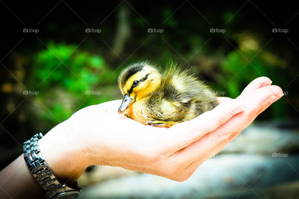Duckling