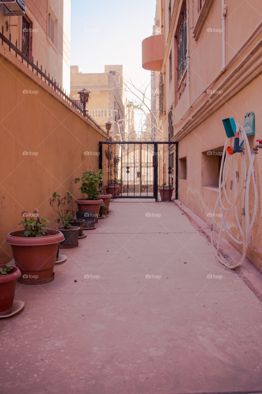 Roses and plants in pots in the hallway of our house.