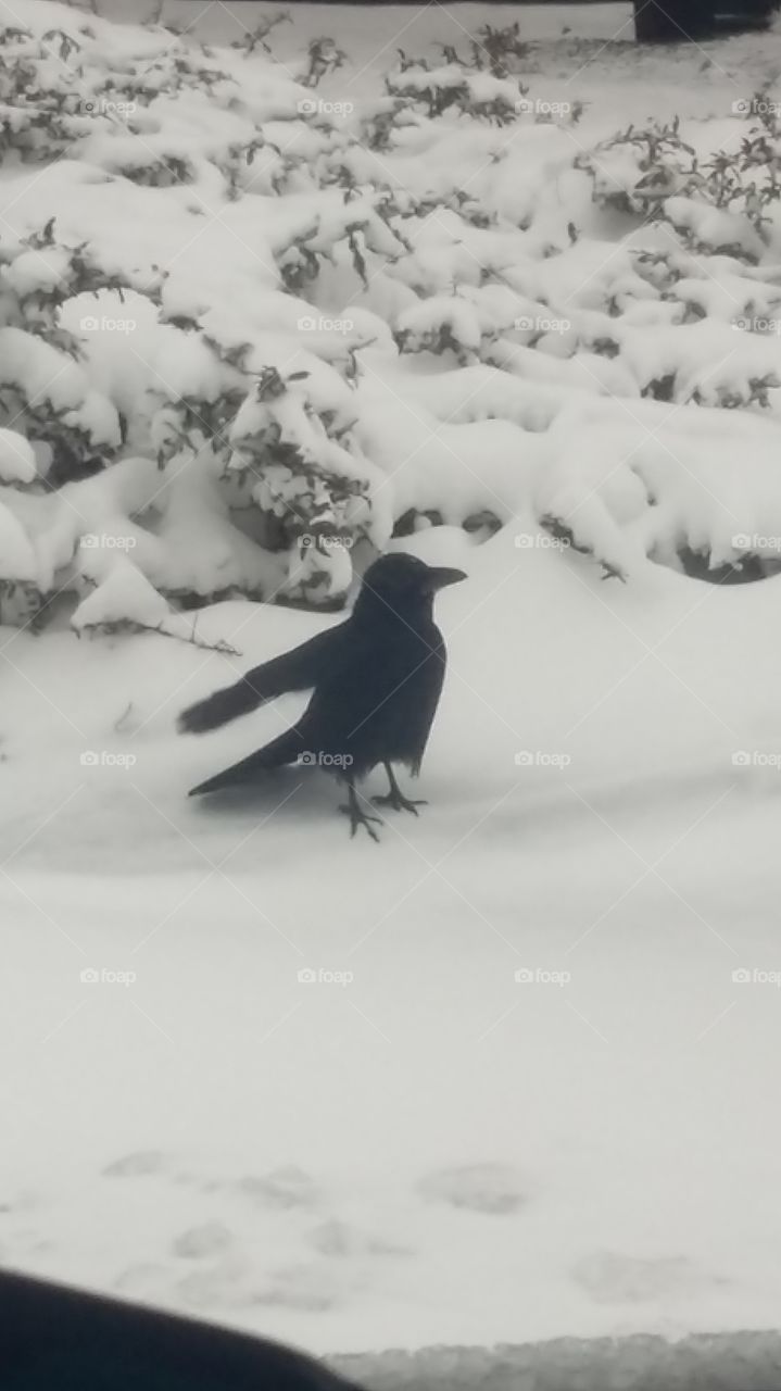 beautiful crow in the snow