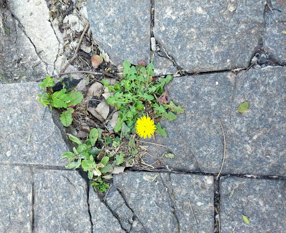 Flower on the street