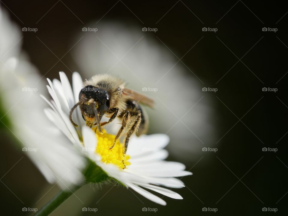 Wildbee searching for nectar on small  daisy flower