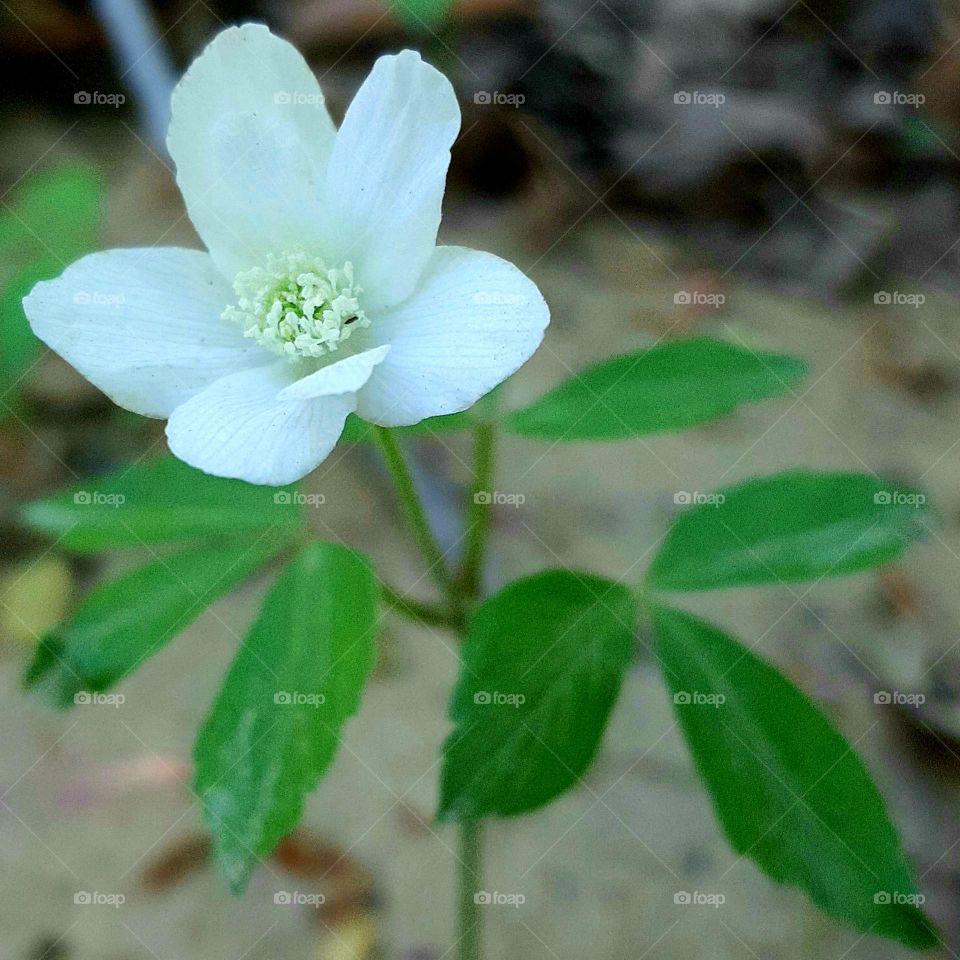 Anemonoides trifolia