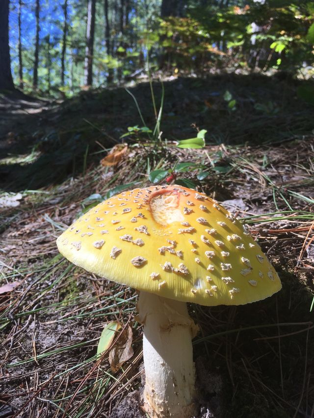 Mushroom 