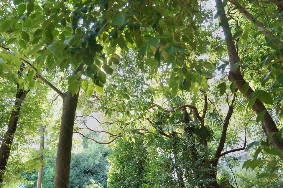 View of trees in forest