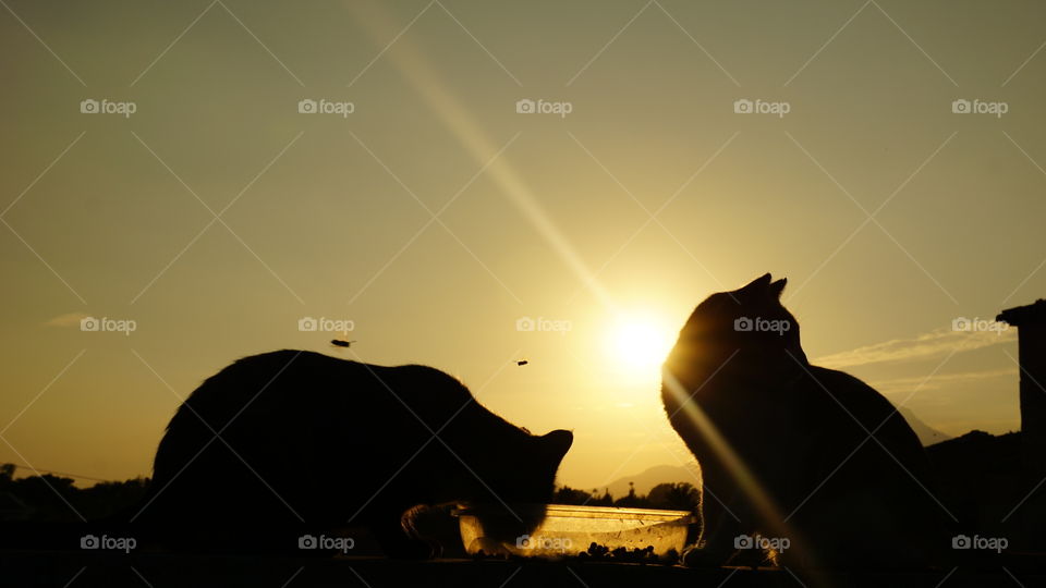 Sunset#cats#animal#nature#mountain#moment#magic#wild#couple#dinner