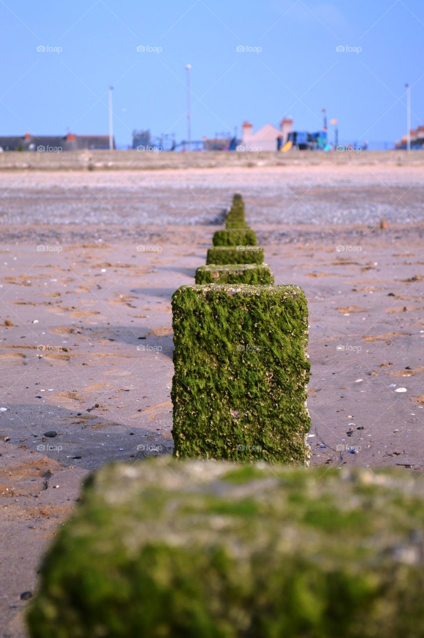 foreground in focus back found out of focus seaweed covering timber beech spines 