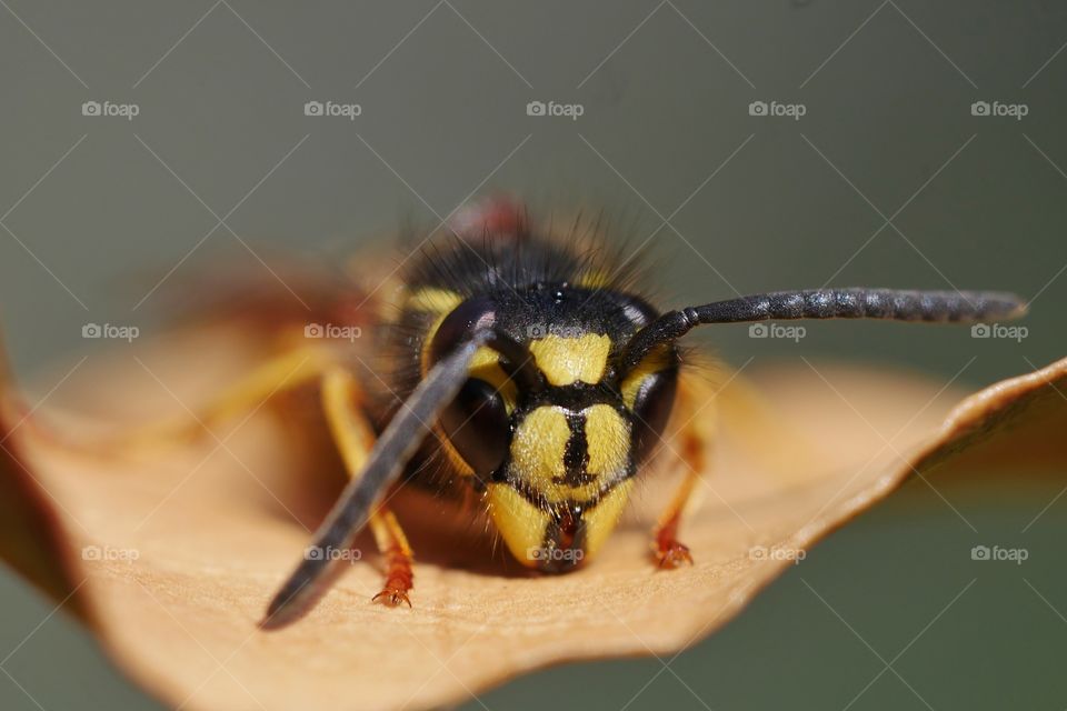 Wasp