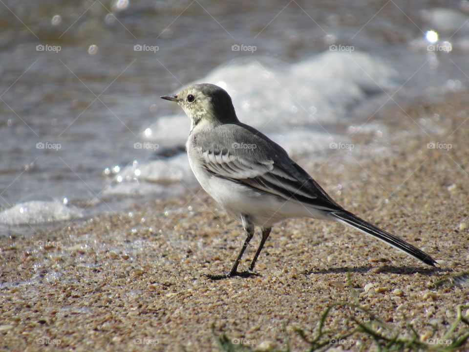 трясогузка