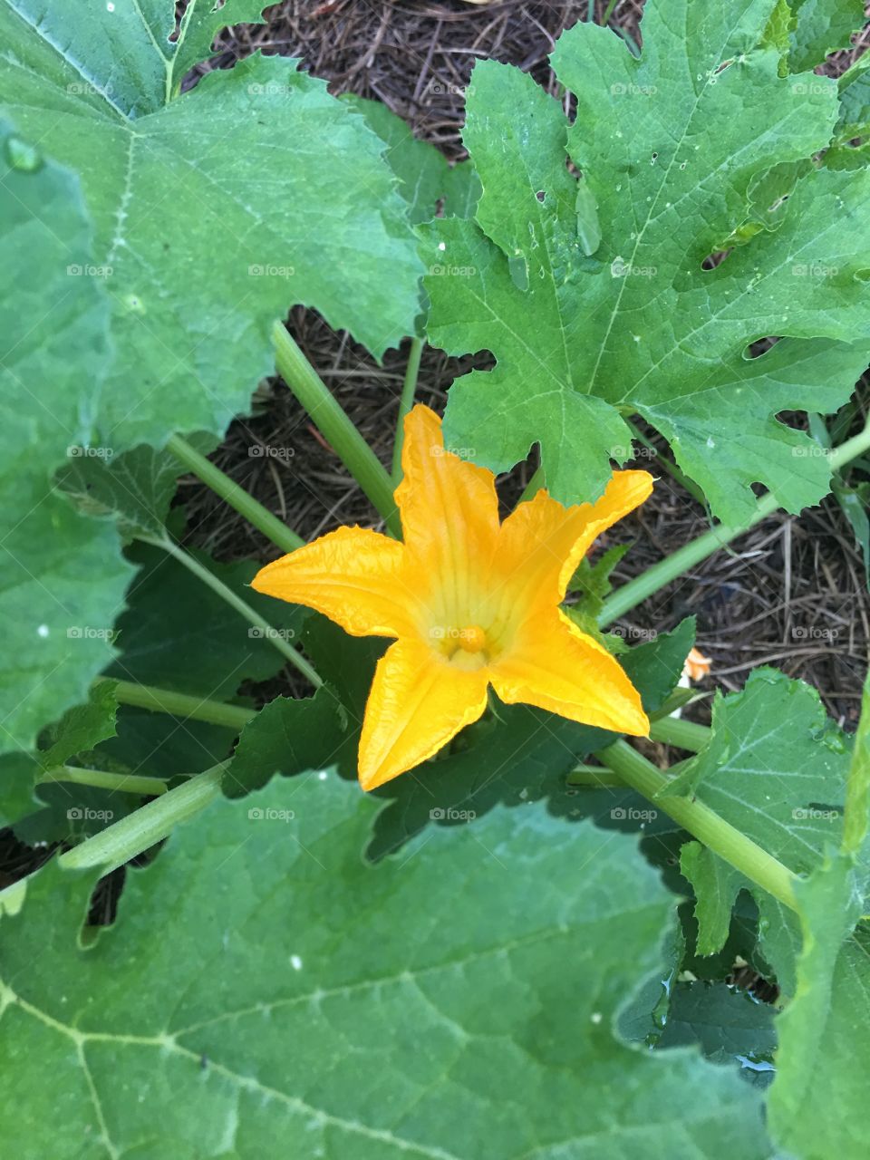 Budding squash