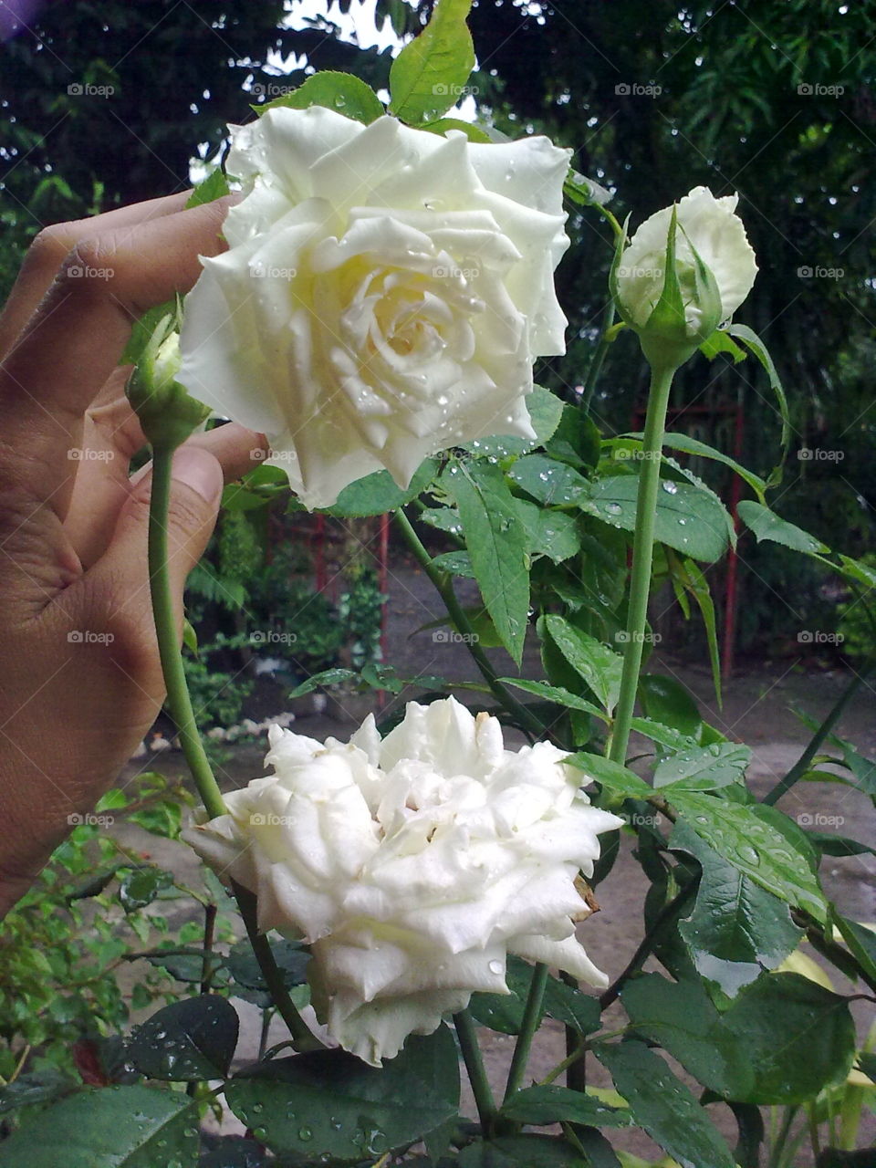 white rose