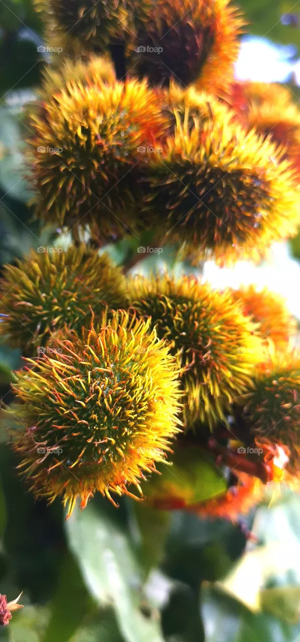 seeds2