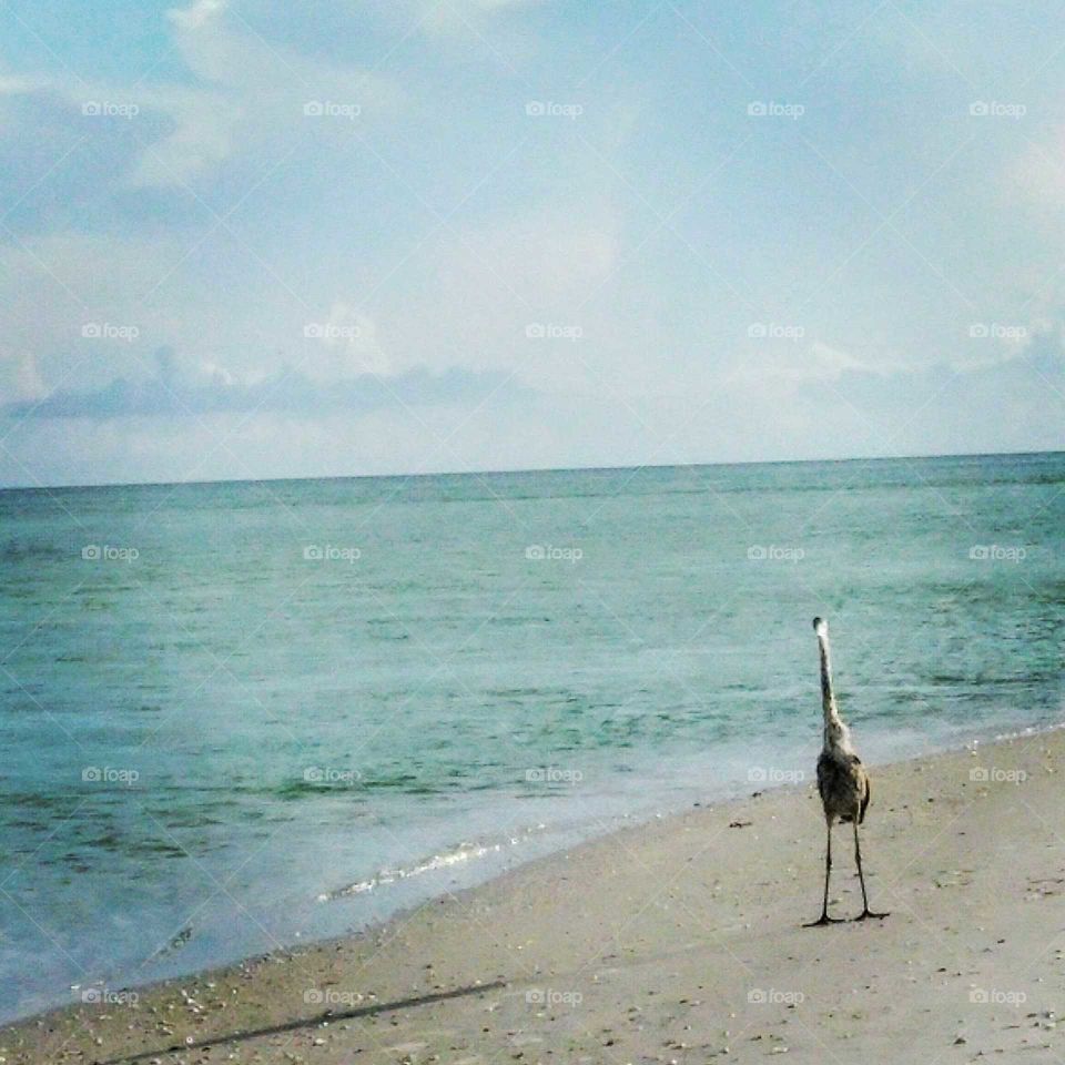 Funny bird on the beach