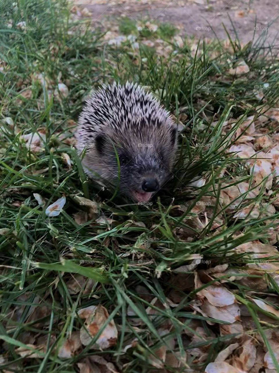 Hedgehog smiling 