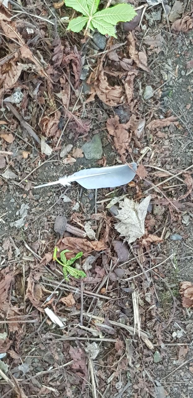 bird feather in a forest floor