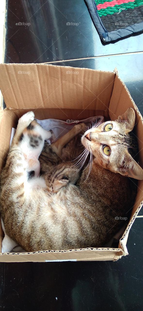 Mother cat is breastfeeding her two cubs