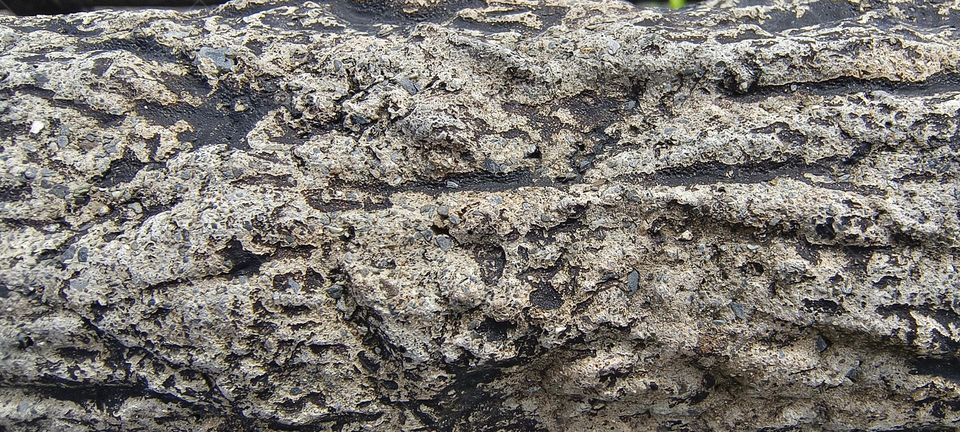 Tree bark texture background. Close up of a tree bark texture.