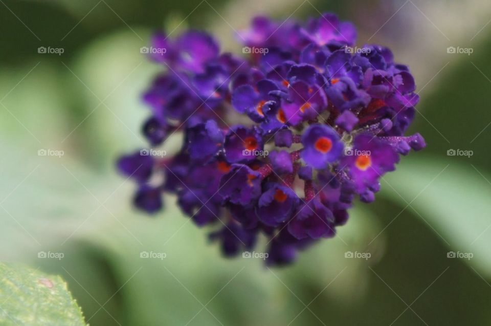 Group of purple flowers