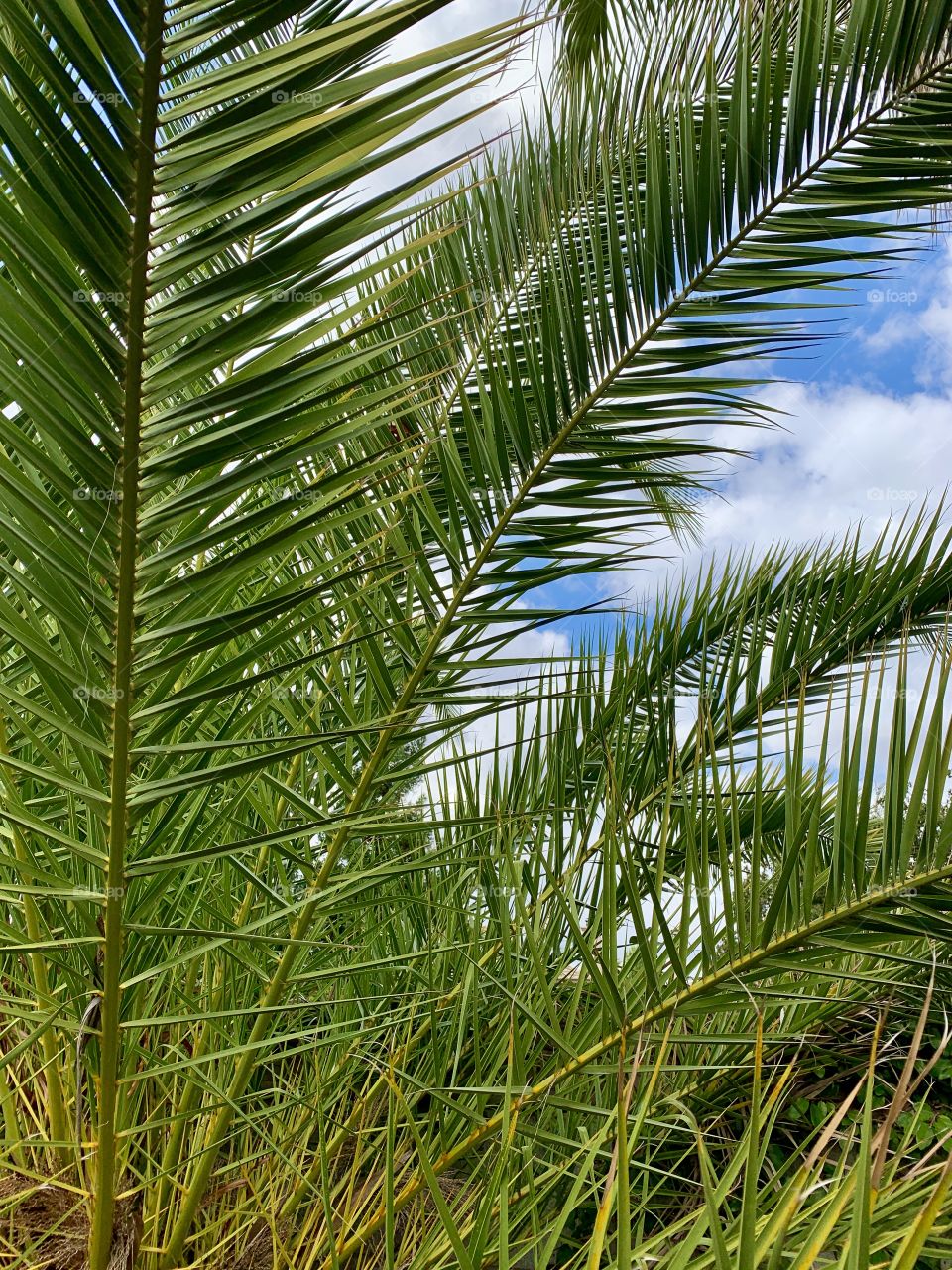 Tropical palm trees and blue skies  in the USA 