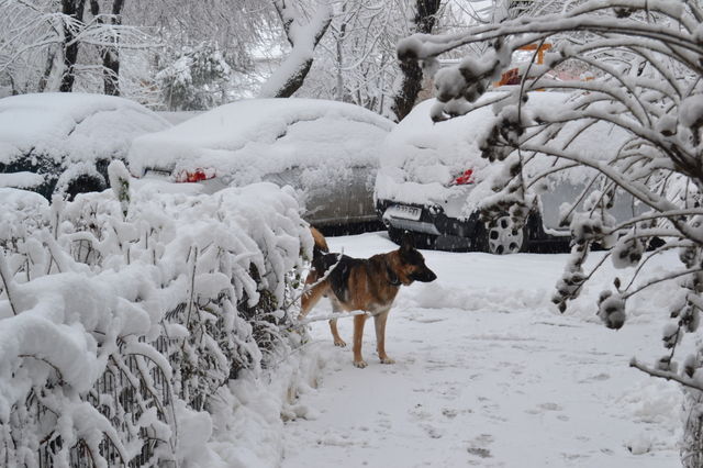German Shepherd in Winter Wonderland
