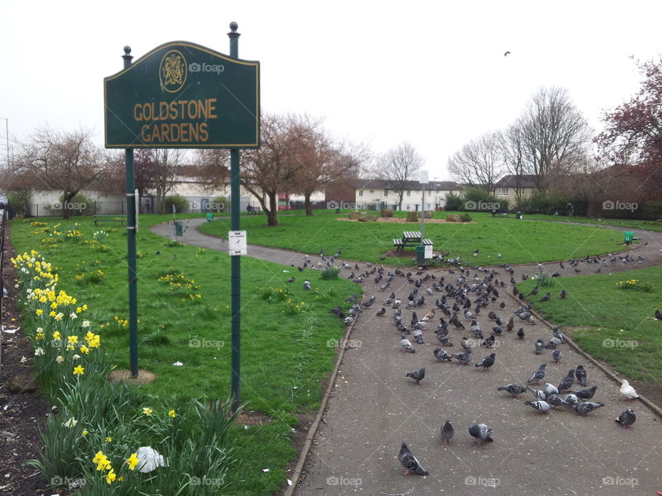 pigeon park