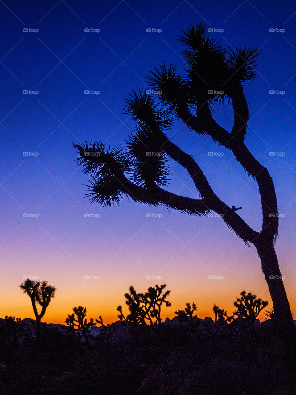 Joshua Tree National Park