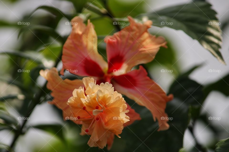 orange hibiscus