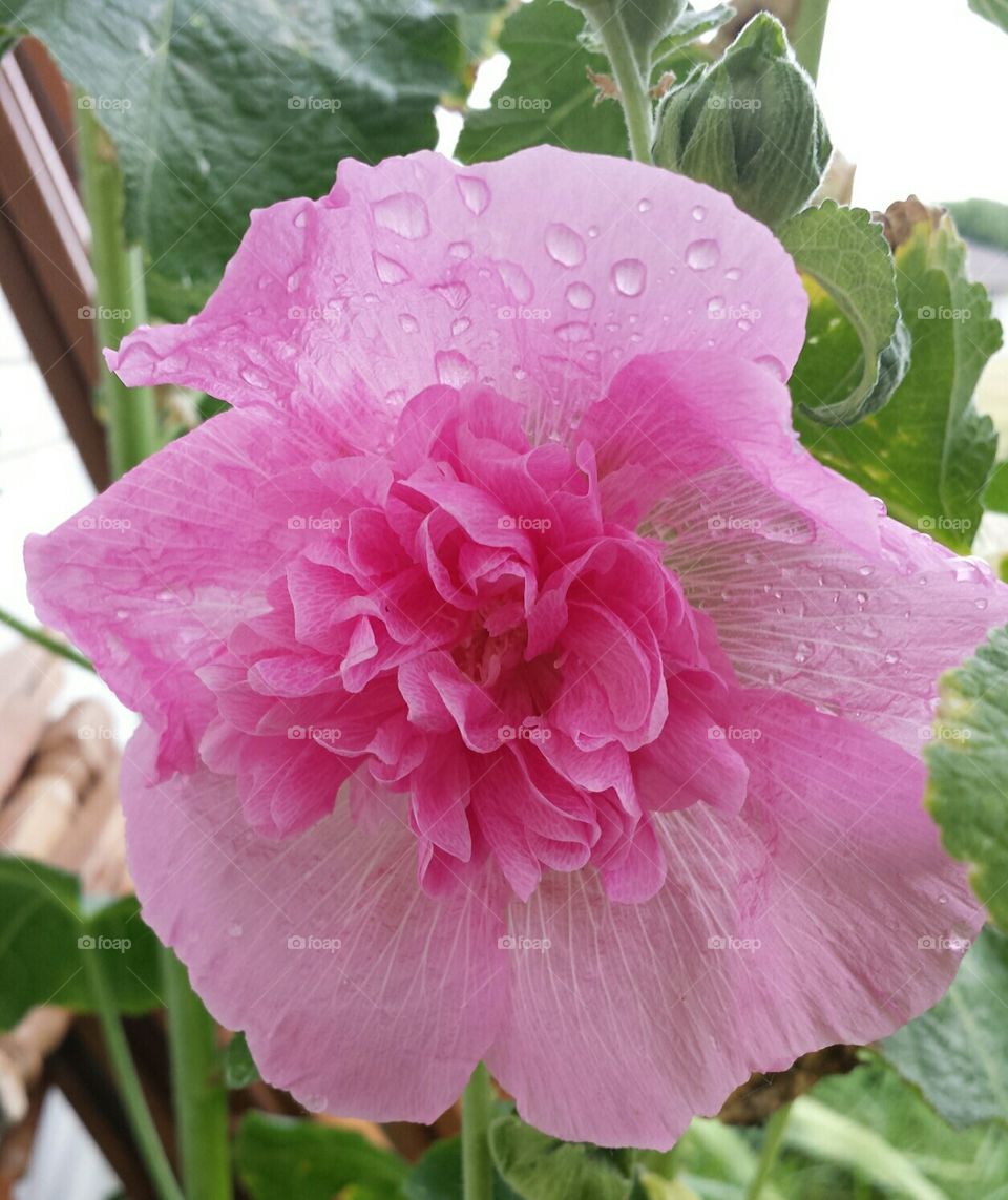 pink hollyhock bloom & water droplets