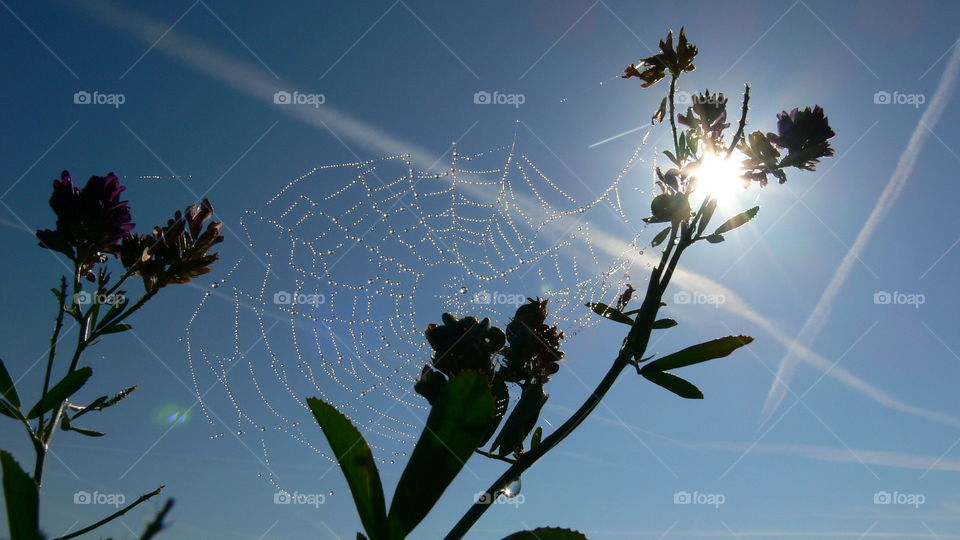 Sonne hinterm Spinnennetz