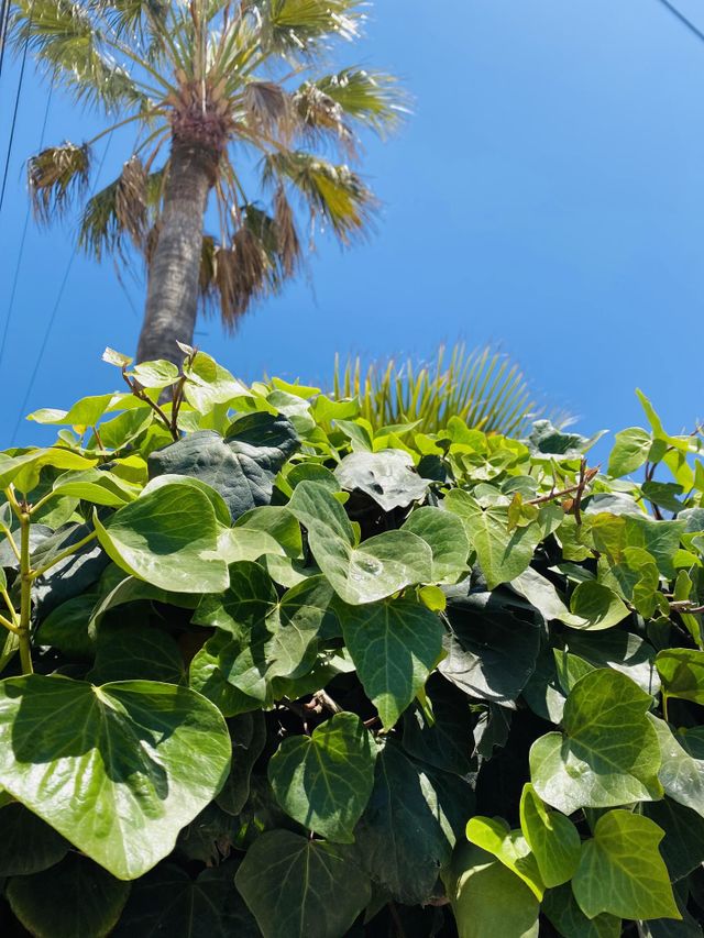 green plants life