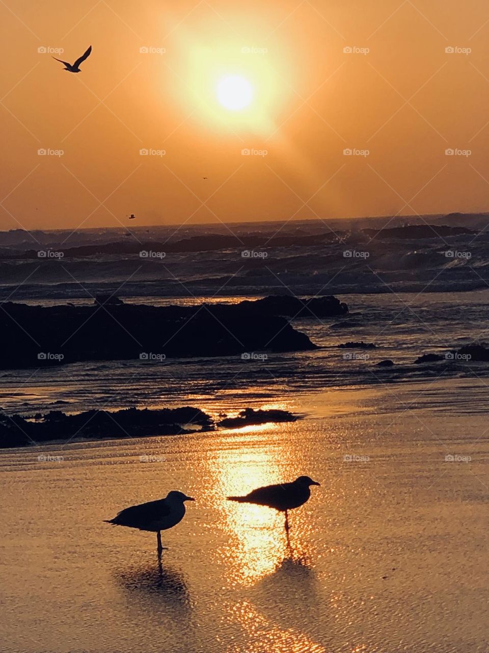 Beautiful seagull standing against the splendid sunset at essaouira city in morocco.