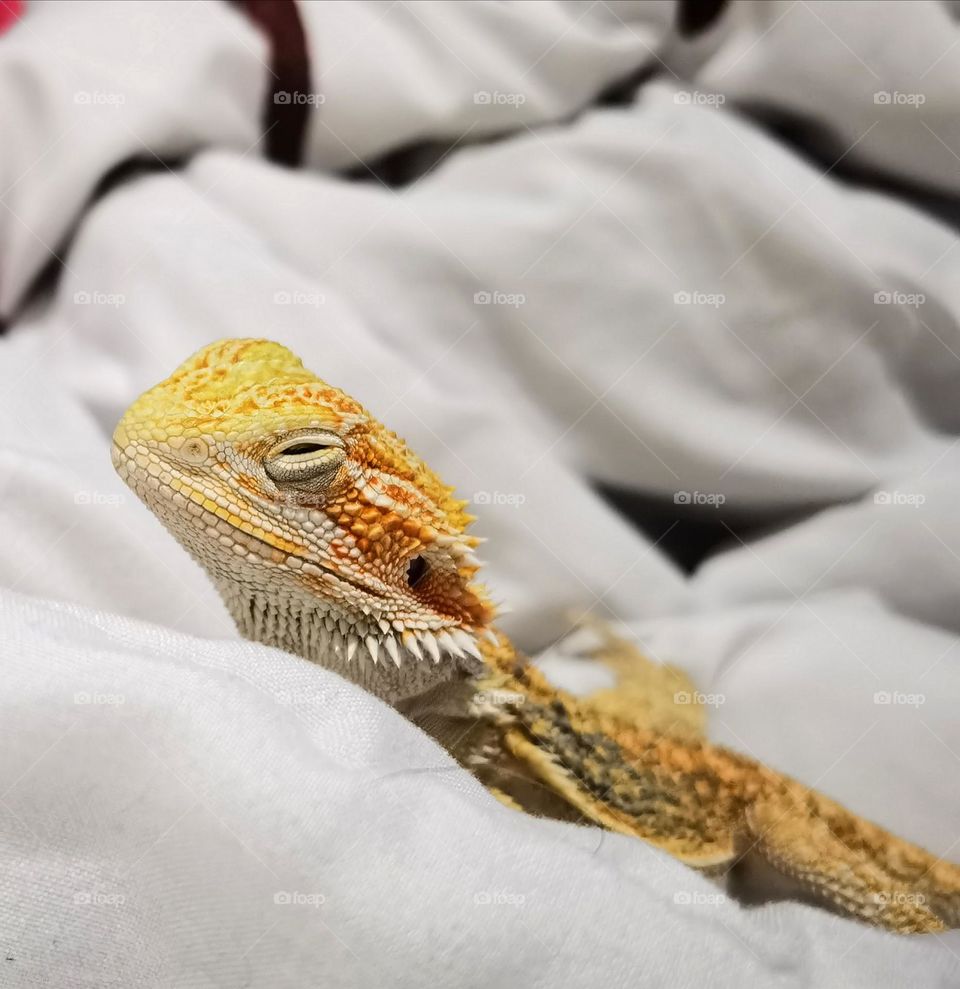 Bearded dragon