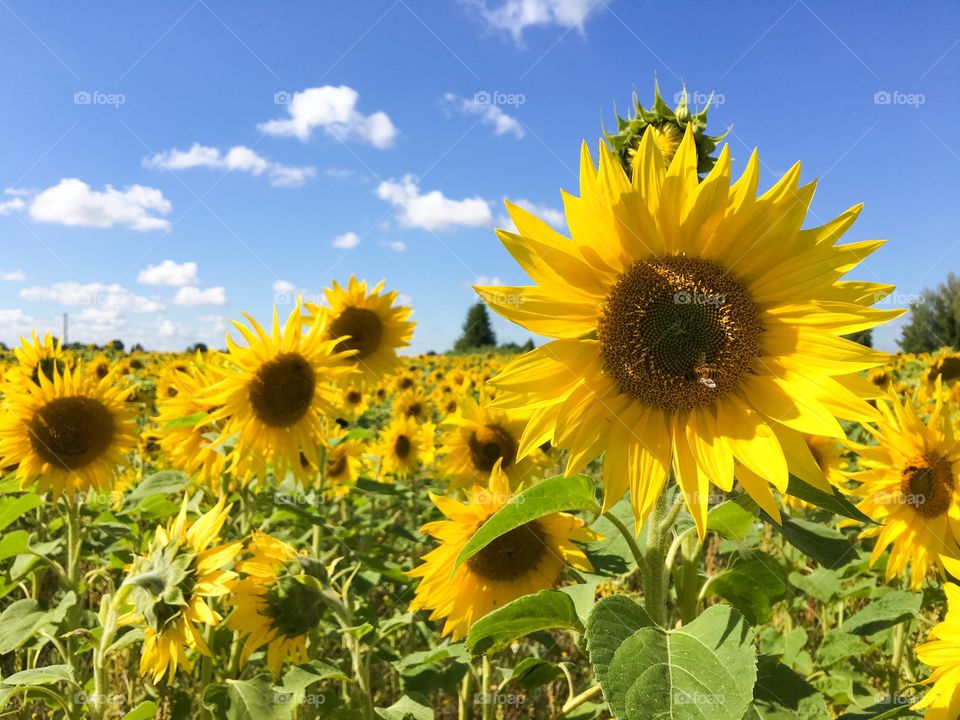 Sunflower field