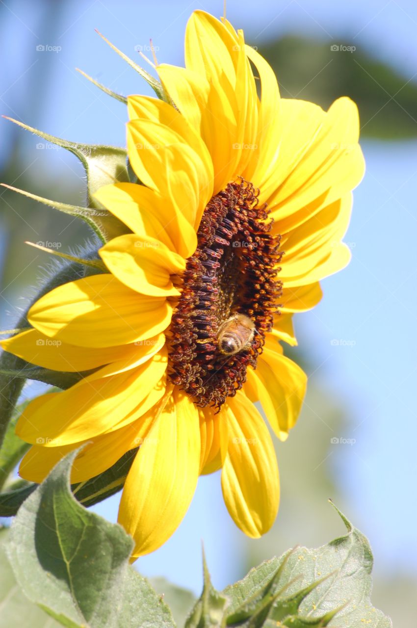 Sunflower and the bee