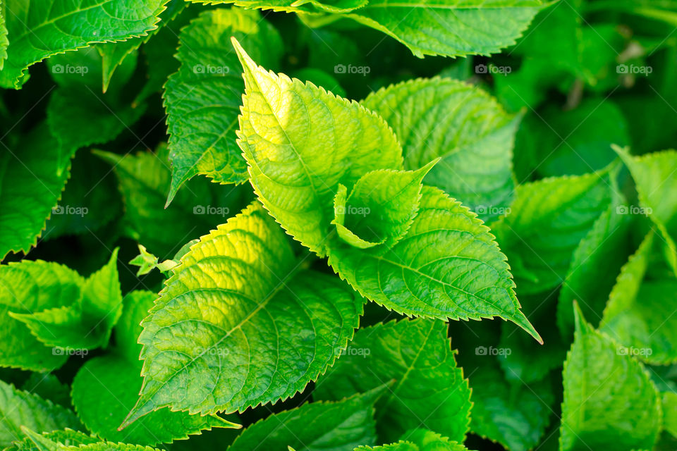 Close-up of green leaf