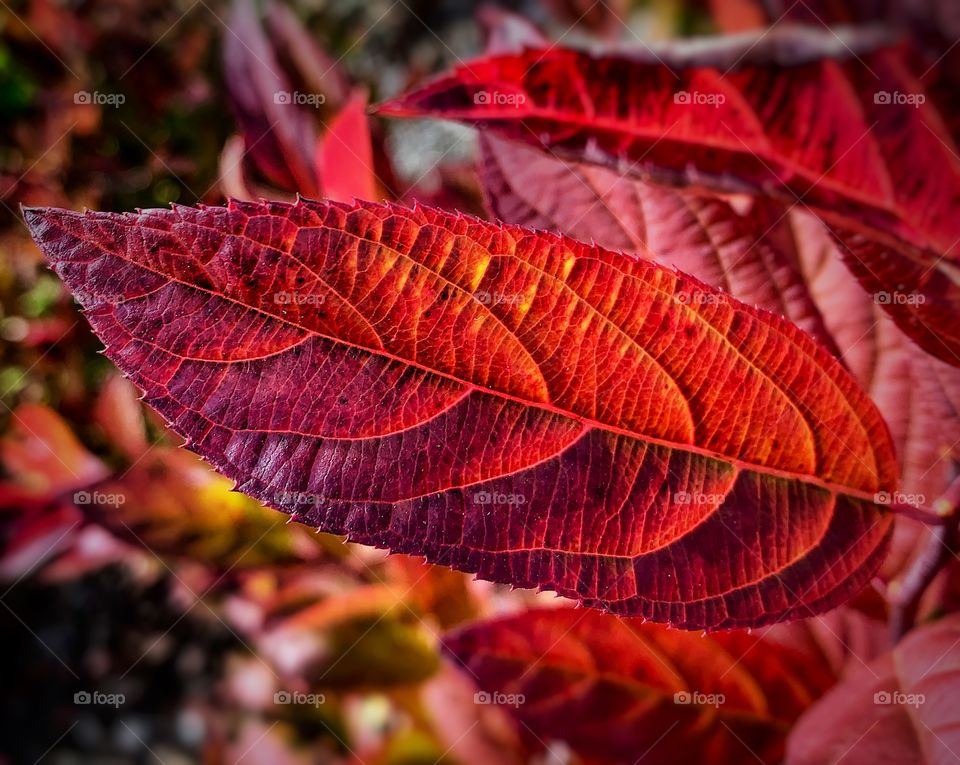 A leaf changing colors in the fall—taken in Valparaiso, Indiana 