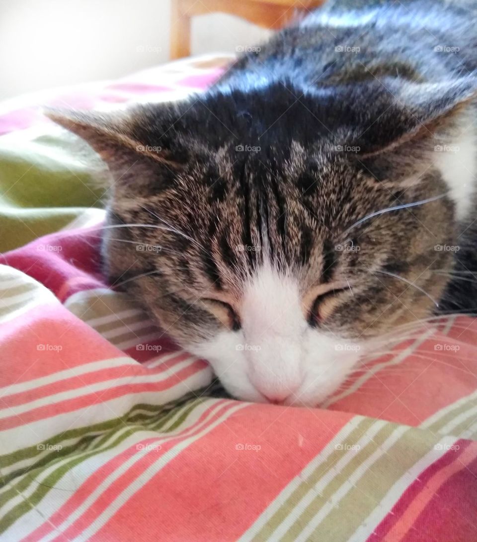 My sweet tabby cat Lilly is sleeping on the bed on a striped comforter. She is very comfortable and sleeping soundly.