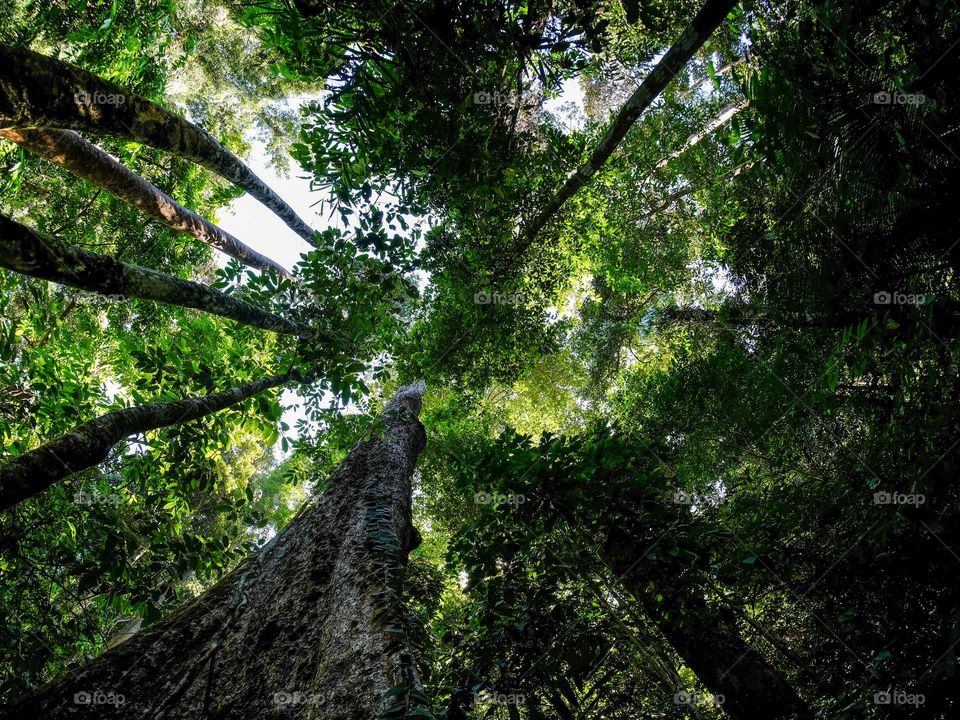 Low angle view of towering trees in rainforest