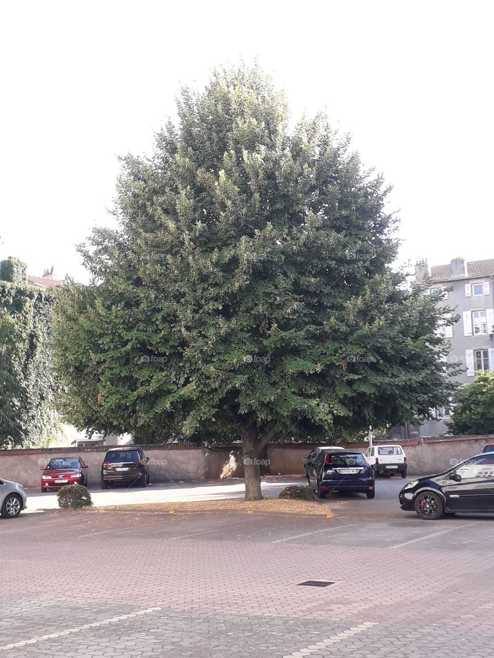 Majestic tree in parking