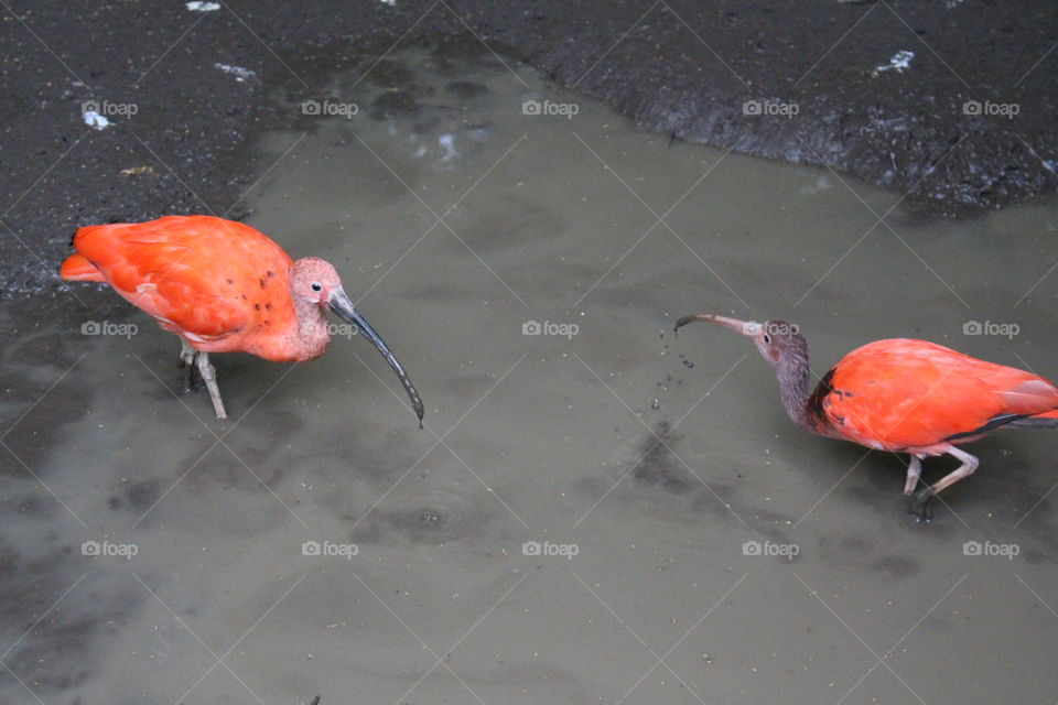 Scarlet Ibis