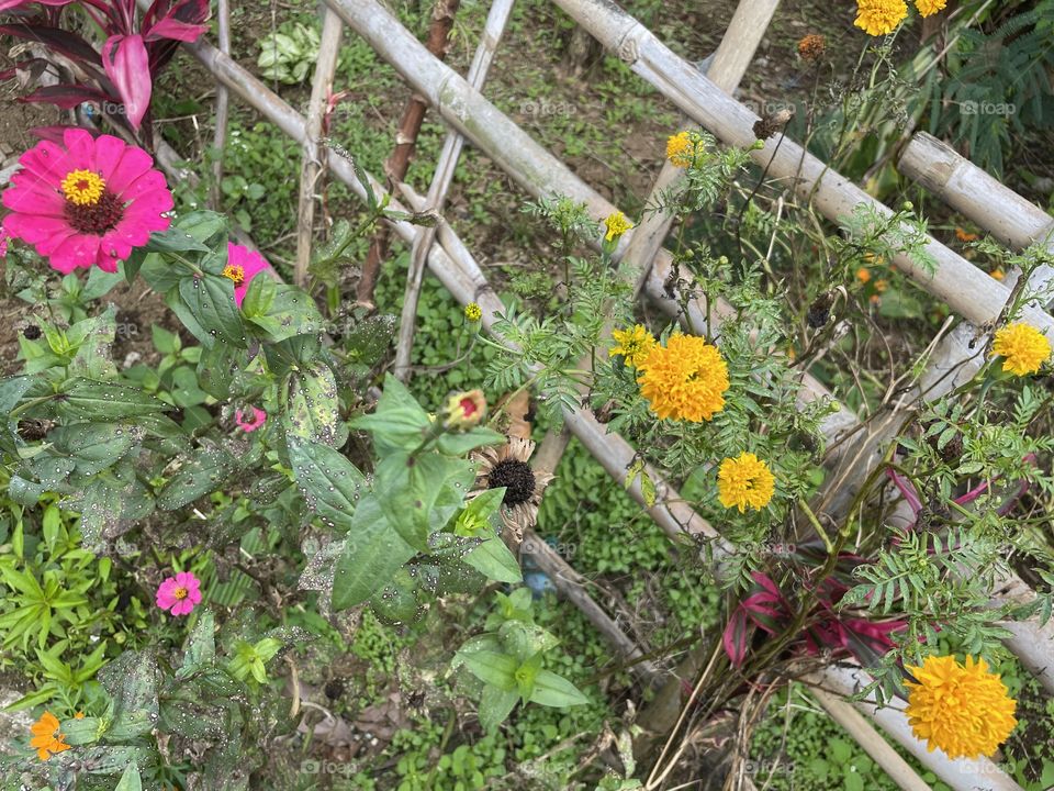 Yellow and pink flower 