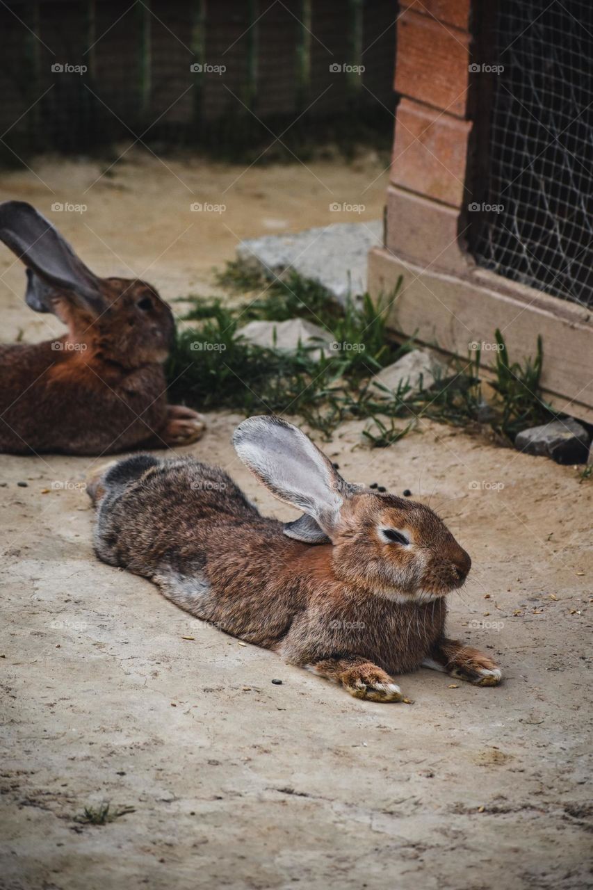 rabbits