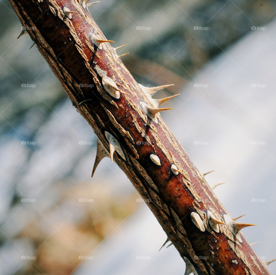 Close-up of tree thorn