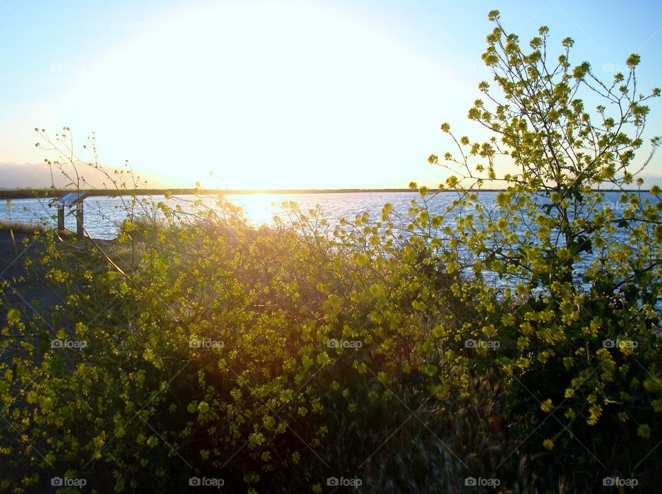 sunset through wildflowers