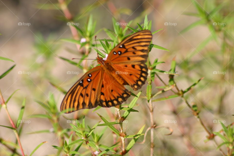 Gulf fritillary butterfly. Beautiful orange butterfly  in Florida