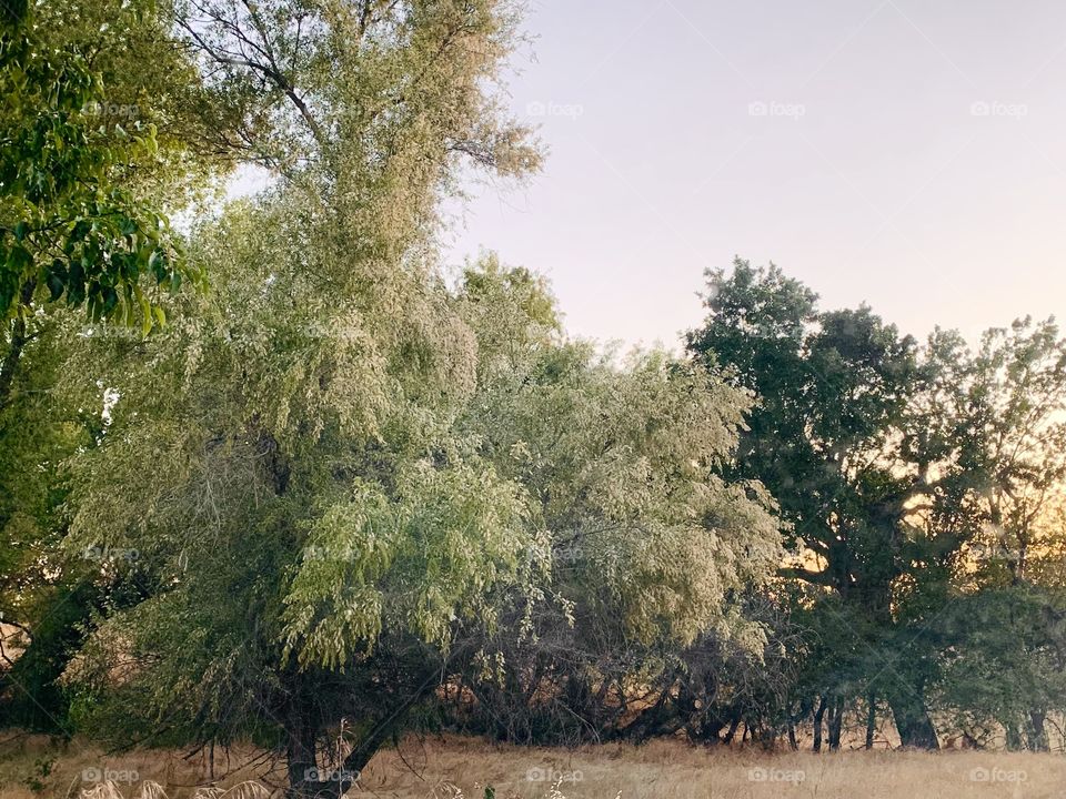 Sunsets and golden hour on a springtime evening in the woods 
